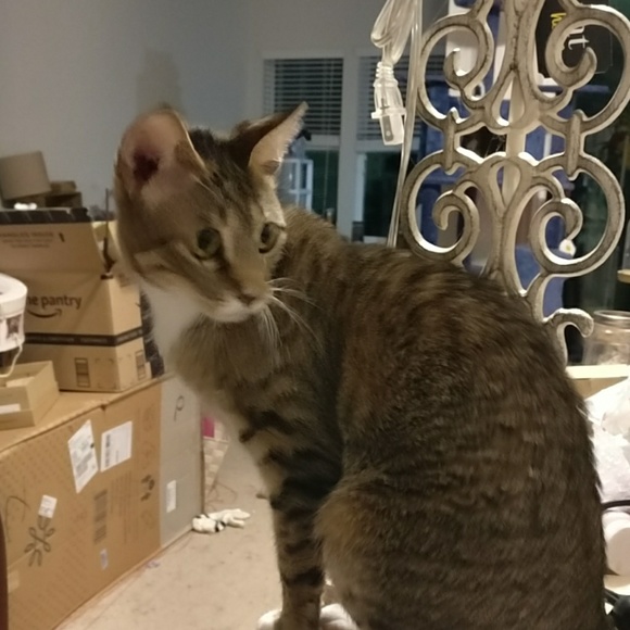 Joey says "Hi, Y'all! Welcome to our Clawzit!" - Picture 3 of 5